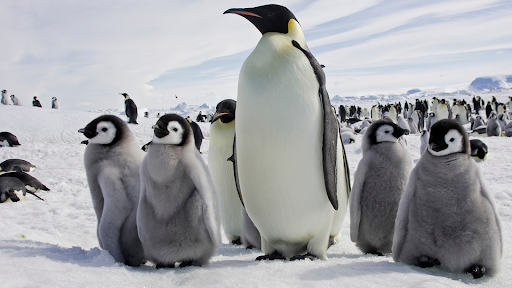 Climate change: Four new emperor penguin groups found by satellite