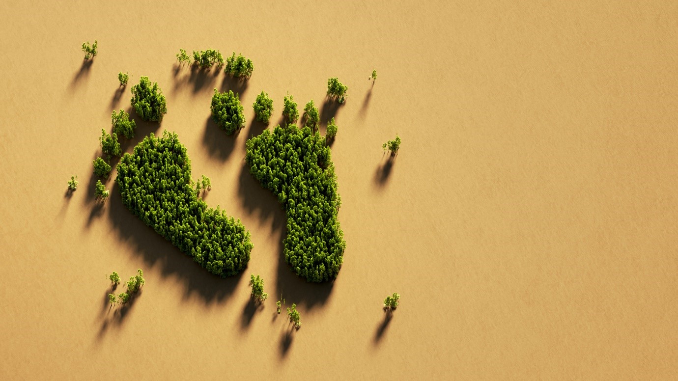 human’s foot made of trees