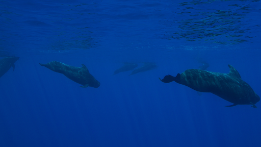 Tragic Mass Stranding Leaves 77 Pilot Whales Dead in Orkney