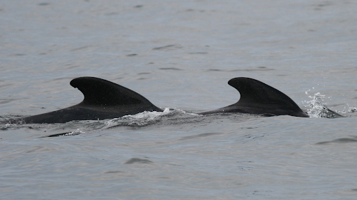 Tragic Mass Stranding Leaves 77 Pilot Whales Dead in Orkney