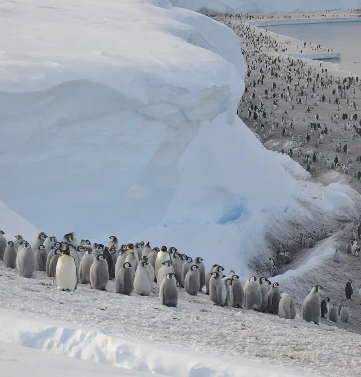 Climate change: Four new emperor penguin groups found by satellite