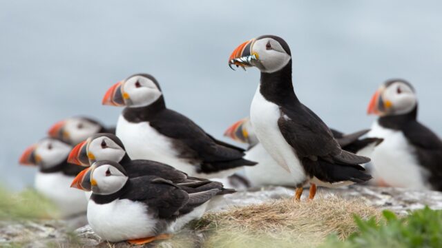 Iconic Puffin
