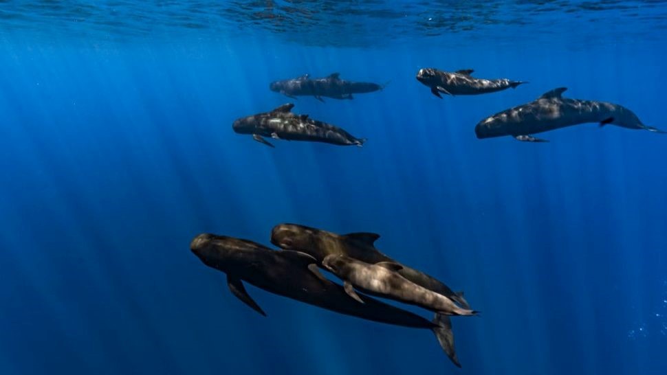 Group of long-finned pilot whales (Globicephala melas) swimming in the Mediterranean Pelagos Sanctuary.